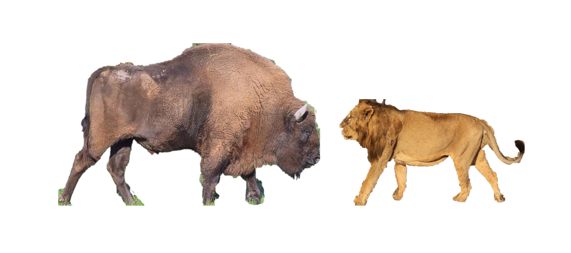 Asiatic Lion v European Bison (Wisent) - Carnivora