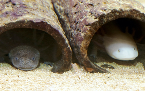 'Axolotl' - Nachwuchs im Bot. Garten der Ruhr-Uni - Bochum