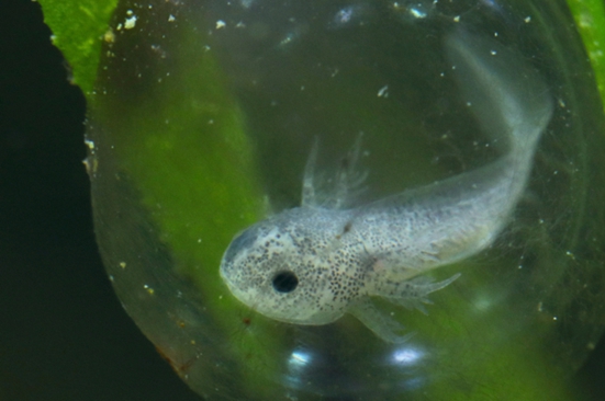 'Axolotl' - Nachwuchs im Bot. Garten der Ruhr-Uni - Bochum