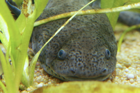 'Axolotl' - Nachwuchs im Bot. Garten der Ruhr-Uni - Bochum