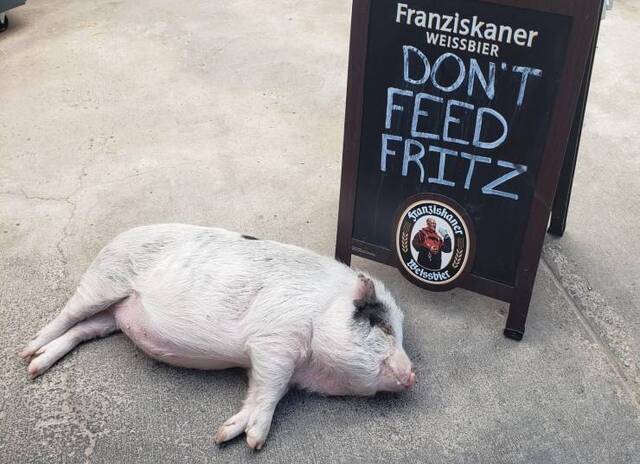 fwvvgk3t.jpg