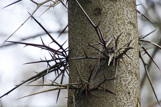 Früchte der 'Amerikanischen Gleditschie' (Gleditsia