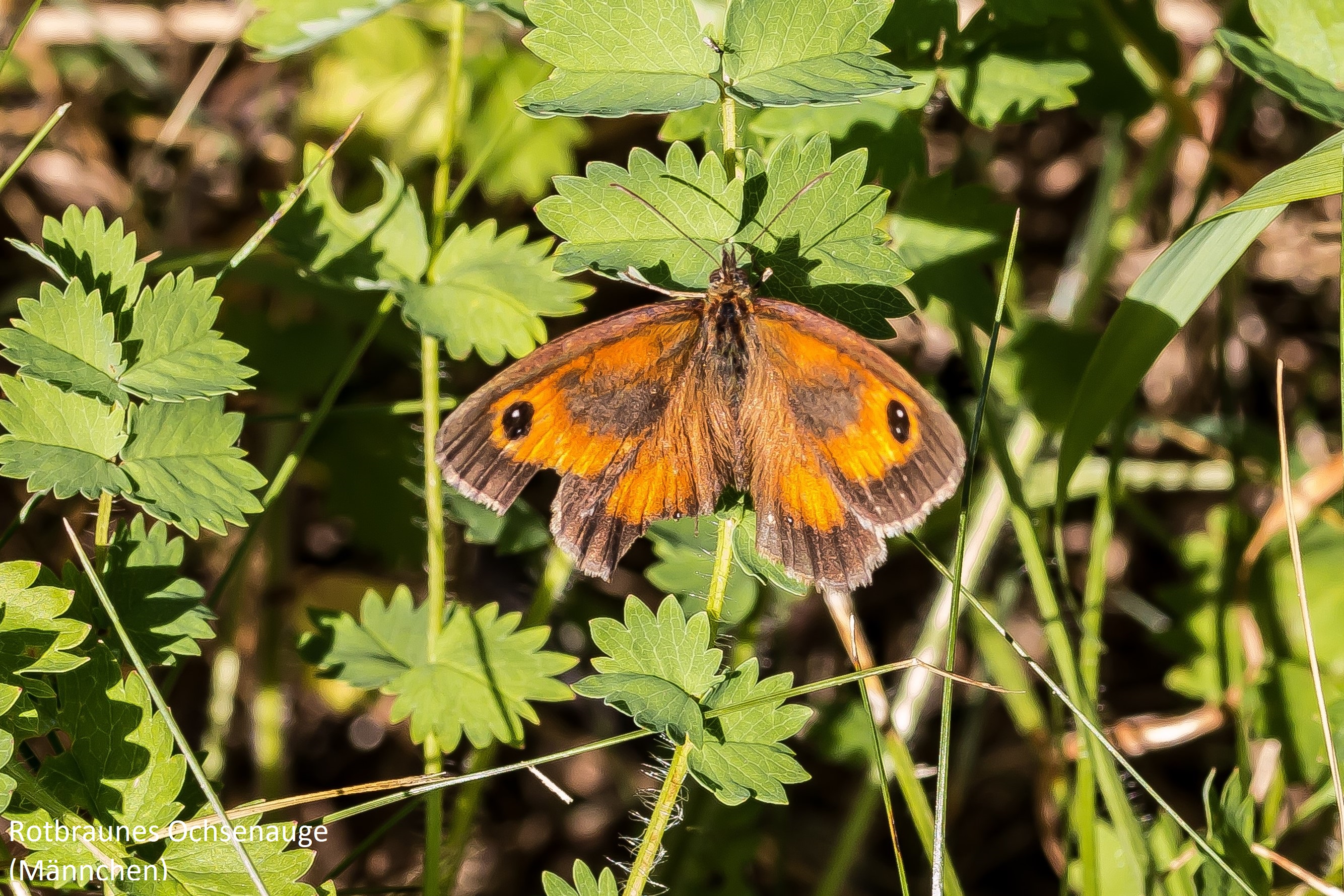 Heimische Schmetterlinge