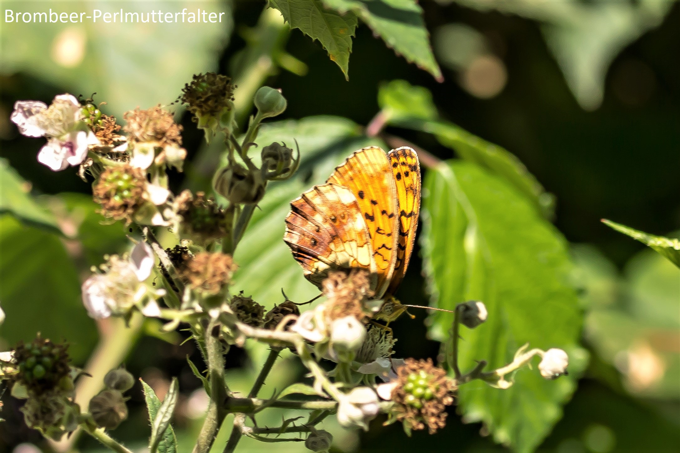 Heimische Schmetterlinge