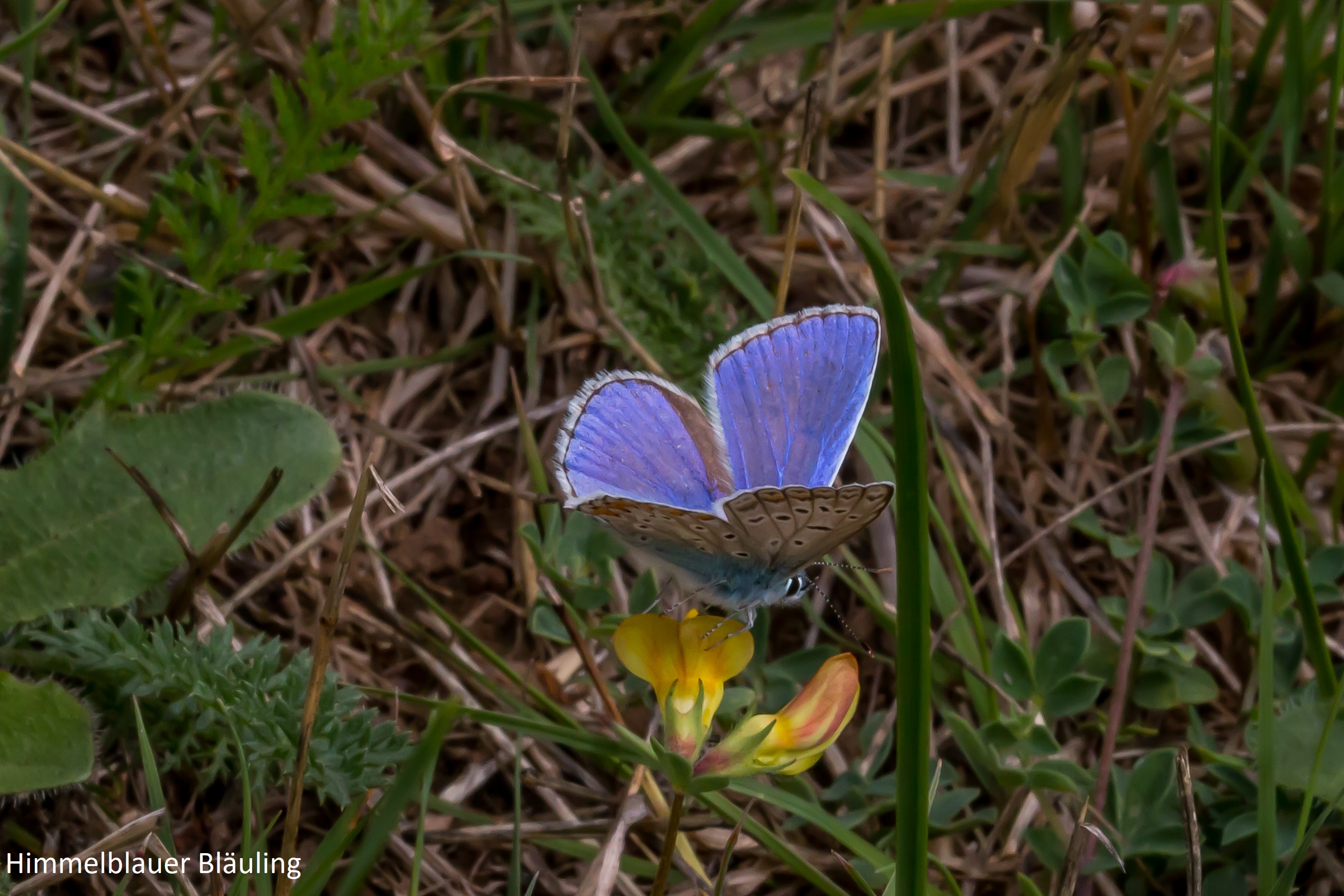 Heimische Schmetterlinge