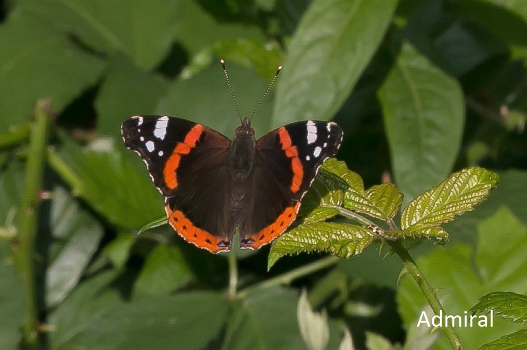 Heimische Schmetterlinge