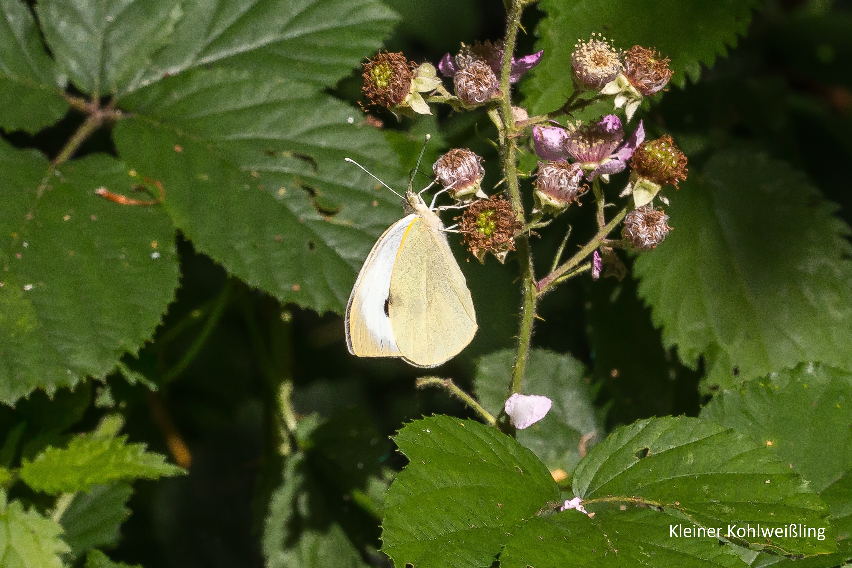 Heimische Schmetterlinge