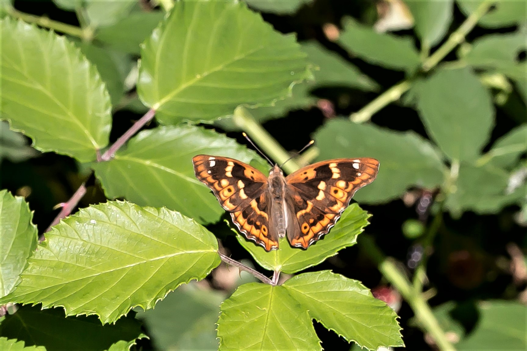Heimische Schmetterlinge