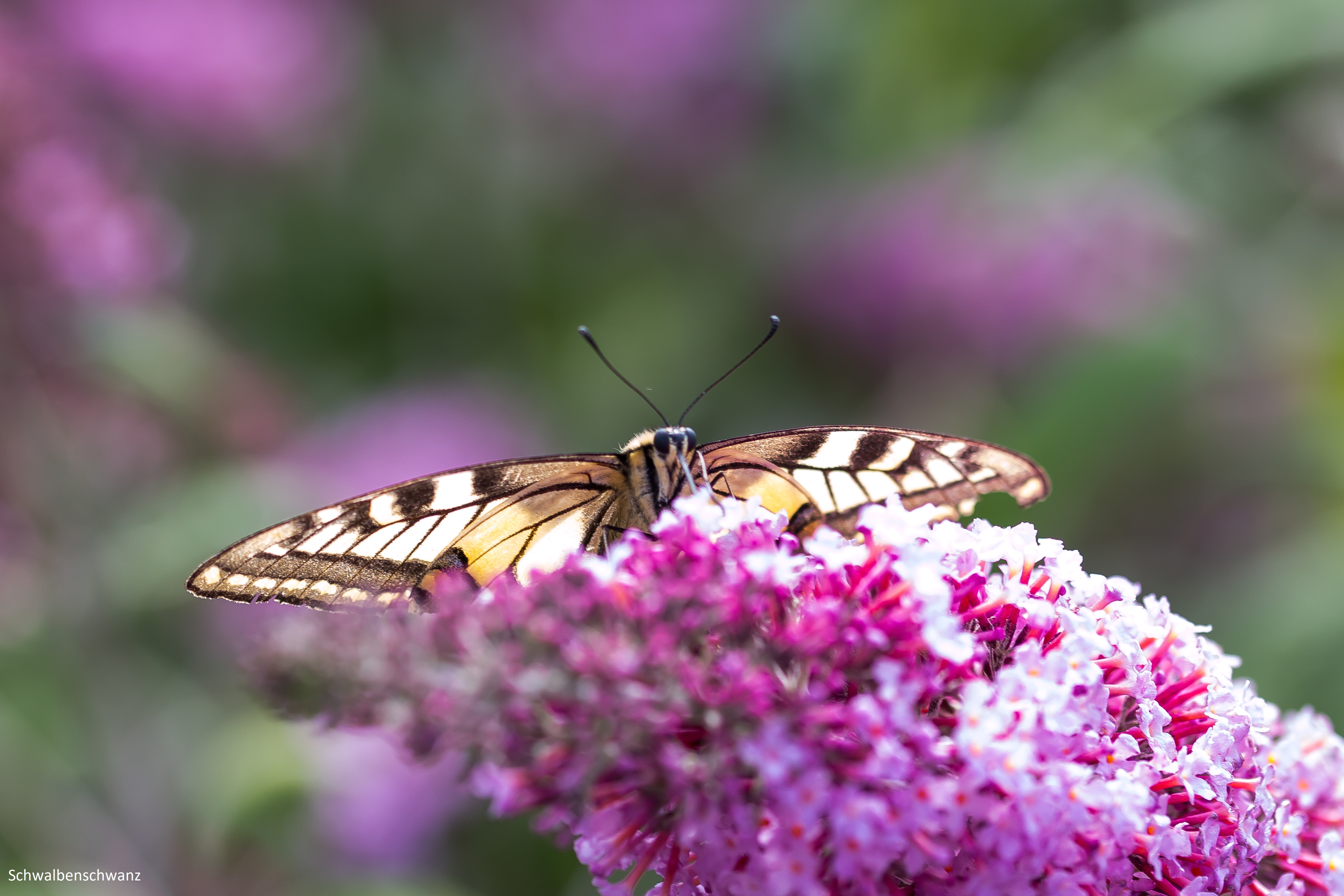 Heimische Schmetterlinge