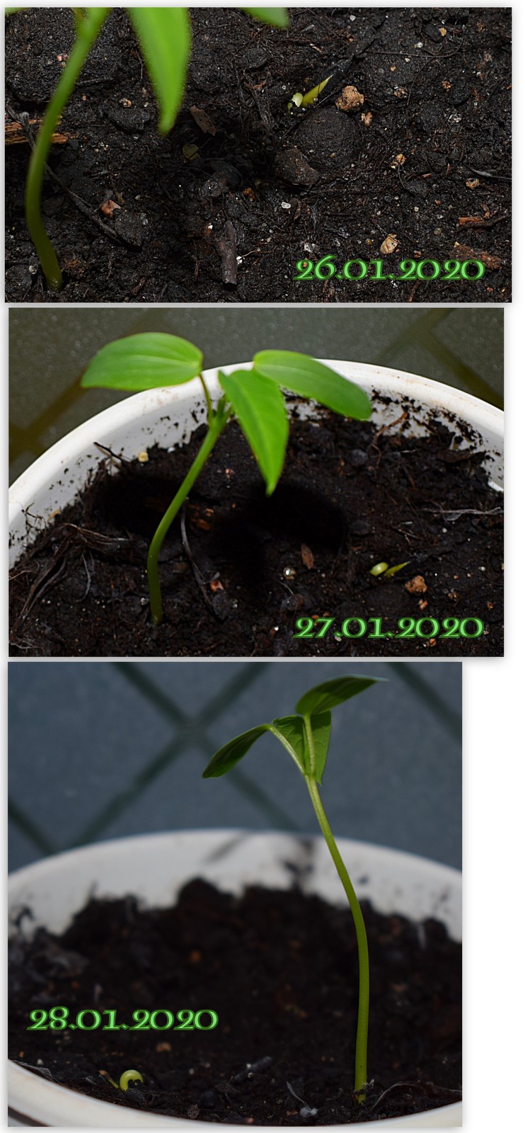 https://s19.directupload.net/images/user/200128/dvzpcnyx.jpg